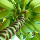 Energia, dal banano un nuovo legno a basso impatto ambientale