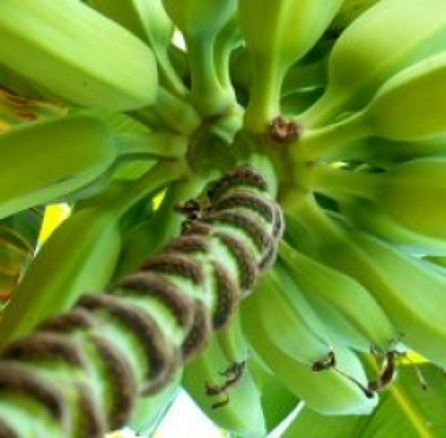 Energia, dal banano un nuovo legno a basso impatto ambientale