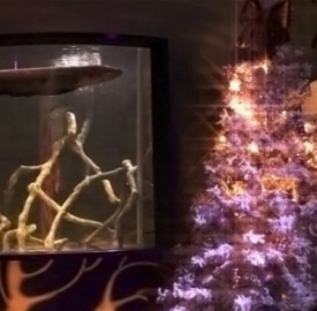 Elettricità, un’anguilla accende le luci di un albero di Natale