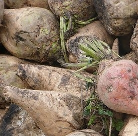 Energia dalle barbabietole da zucchero: in Veneto una centrale a biogas dagli scarti