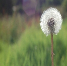 FootPrint, valutazione dell’impronta ambientale e dell’Italia che sceglie l’ambiente